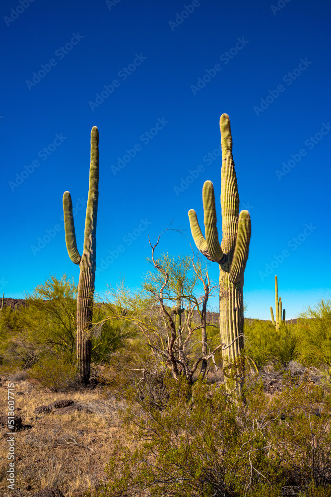 Arizona desert landscape, giant cacti Saguaro cactus (Carnegiea gigantea) against the blue sky, USA