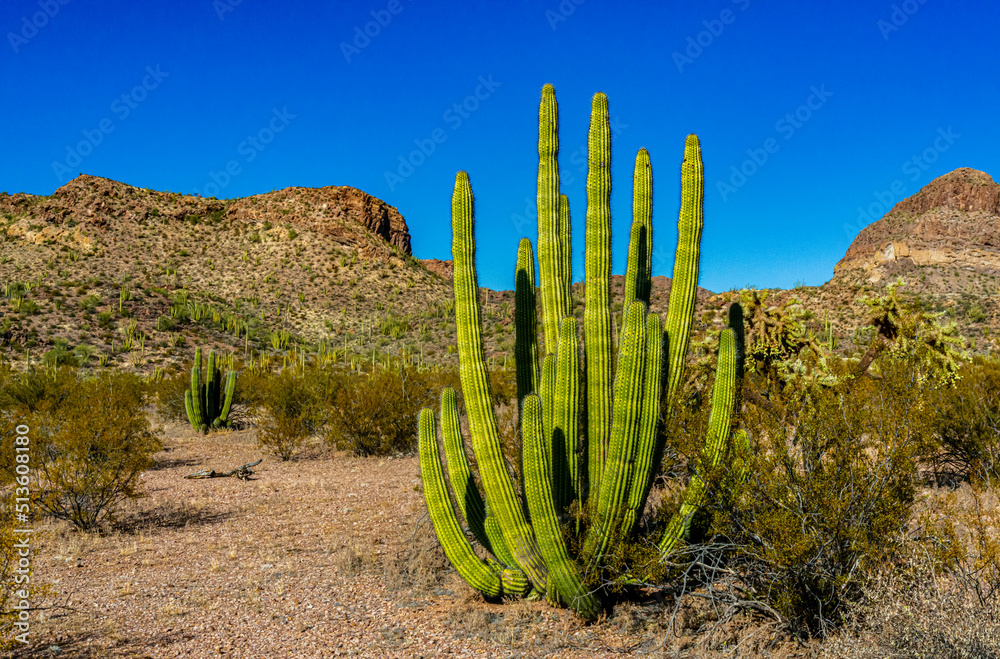 Group of large cacti against a blue sky (Stenocereus thurberi) and Carnegiea gigantea. Organ pipe national park, Arizona