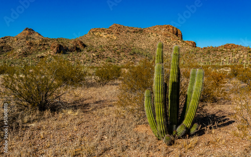 Group of large cacti against a blue sky (Stenocereus thurberi). Organ pipe national park, Arizona