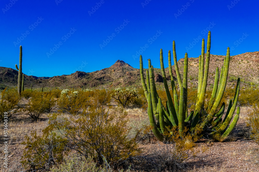 Group of large cacti against a blue sky (Stenocereus thurberi) and Carnegiea gigantea. Organ pipe national park, Arizona