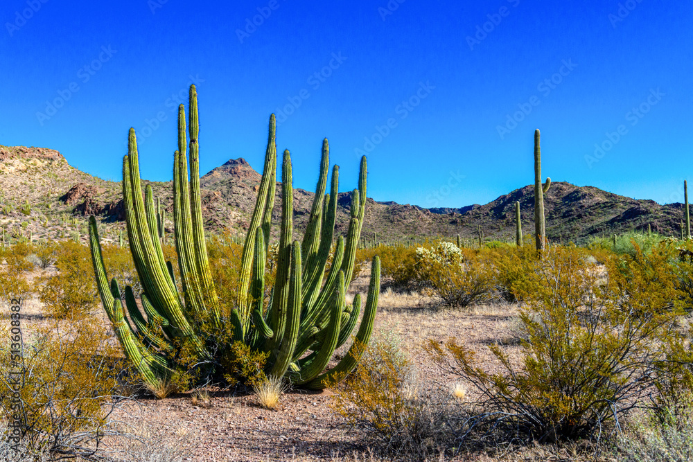 Group of large cacti against a blue sky (Stenocereus thurberi) and Carnegiea gigantea. Organ pipe national park, Arizona Group of large cacti against a blue sky (Stenocereus thurberi) and Carnegiea gigantea. Organ pipe national park, Arizona