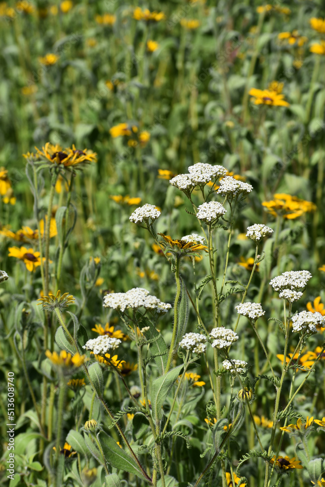 Blooming Black eyed Susan and Common Yarrow Perennials Wildflowers Blooming Black eyed Susan and Common Yarrow Perennials Wildflowers