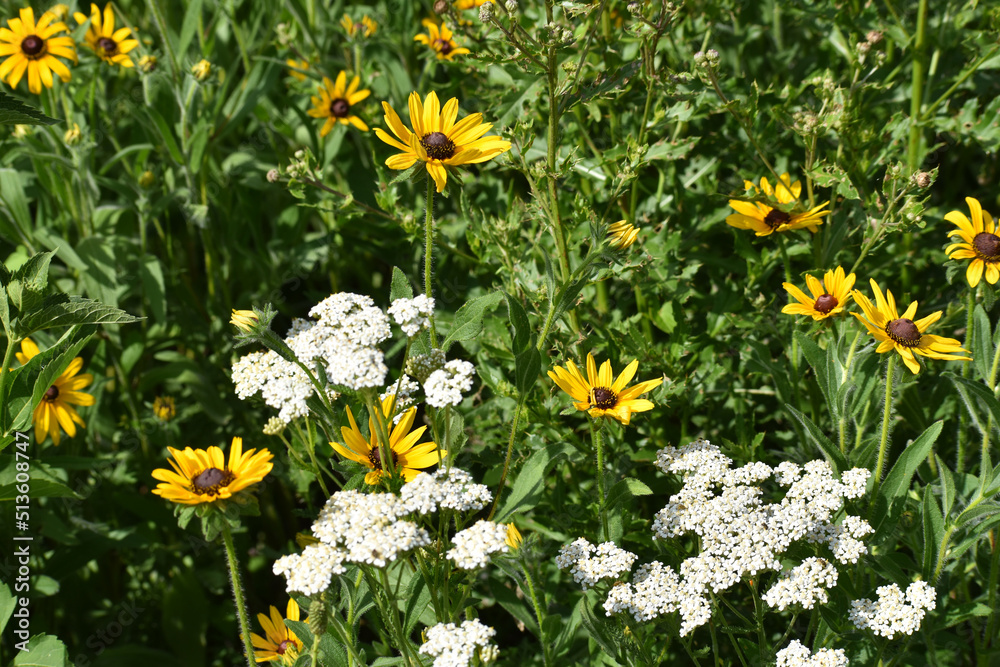 Fototapeta premium Blooming Black eyed Susan and Common Yarrow Perennials Wildflowers