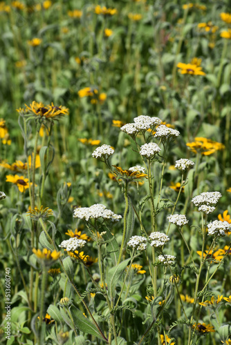 Blooming Black eyed Susan and Common Yarrow Perennials Wildflowers