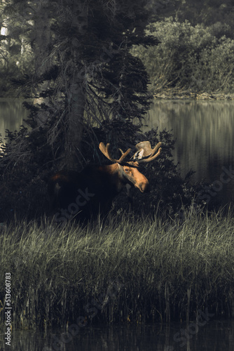 Moose at Wooded Lake