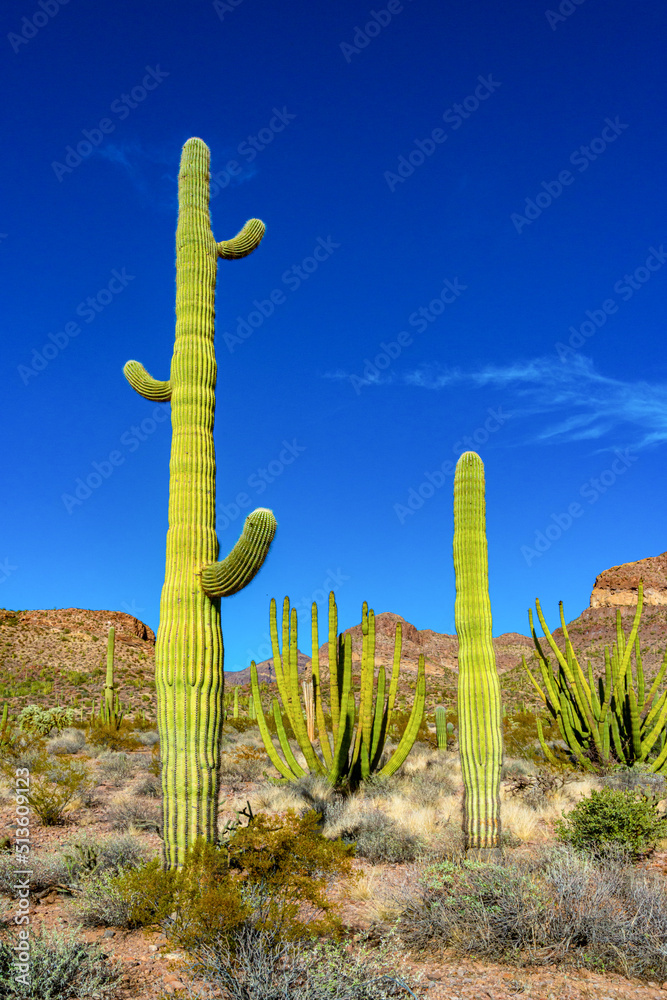 Organ pipe national park, Group of large cacti against a blue sky (Stenocereus thurberi) and Carnegiea gigantea, Arizona