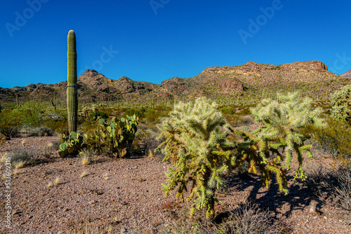 Desert landscape with cacti, in the foreground fruits with cactus seeds, Cylindropuntia sp. in a Organ Pipe Cactus National Monument, Arizona
