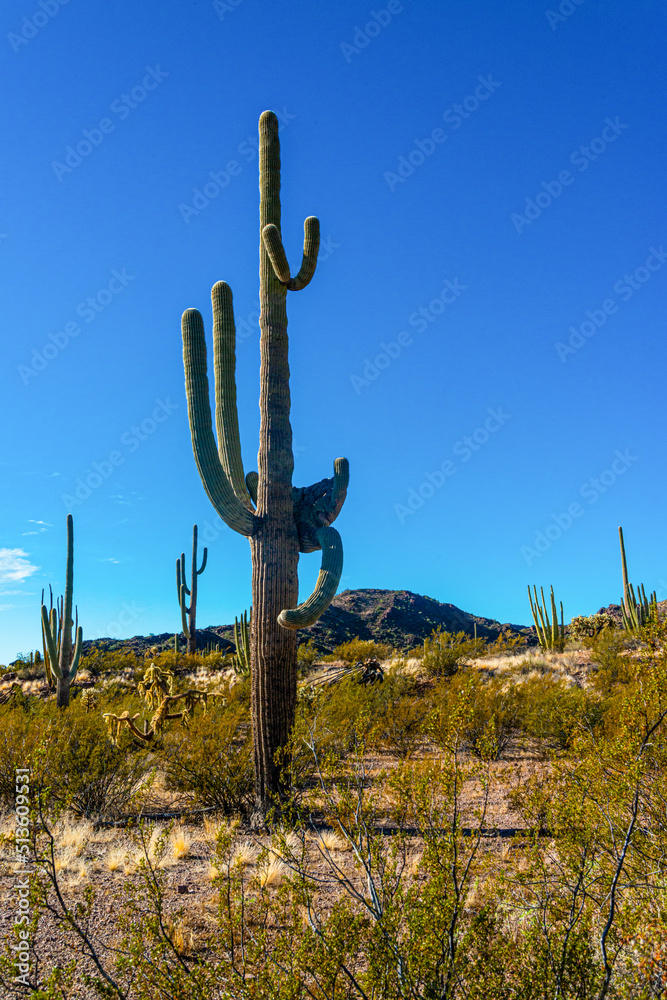 Arizona , giant cactus Saguaro cactus (Carnegiea gigantea) against the blue sky, USA