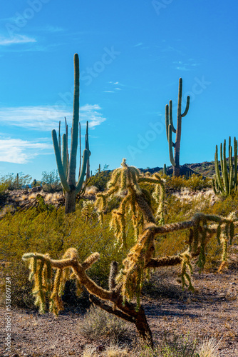 Desert landscape with cacti, in the foreground fruits with cactus seeds, Cylindropuntia sp. in a Organ Pipe Cactus National Monument, Arizona