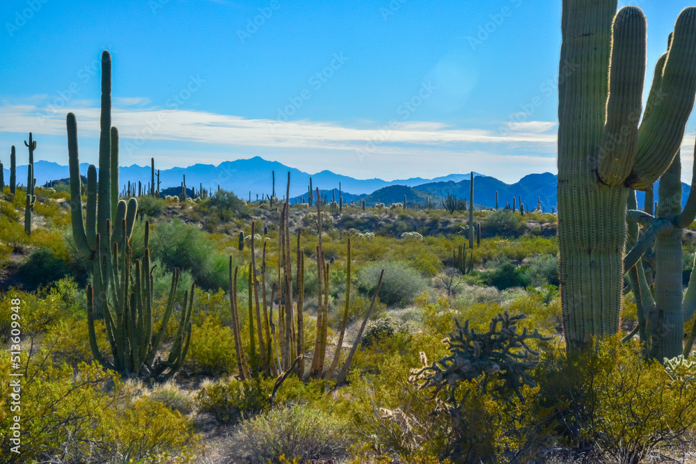 Fototapeta premium Arizona, Organ pipe national park, Group of large cacti against a blue sky (Stenocereus thurberi) and Carnegiea gigantea
