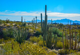 Arizona, Organ pipe national park, Group of large cacti against a blue sky (Stenocereus thurberi) and Carnegiea gigantea