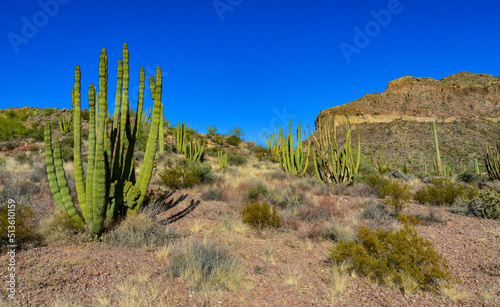 Group of large cacti against a blue sky (Stenocereus thurberi) and Carnegiea gigantea. Organ pipe national park, Arizona © Oleg Kovtun