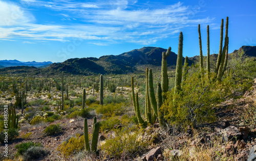 Organ pipe national park  Group of large cacti against a blue sky  Stenocereus thurberi  and Carnegiea gigantea  Arizona