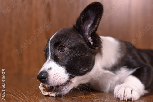 Cute puppy Welsh corgi pembroke with bone. Pets. A thoroughbred dog