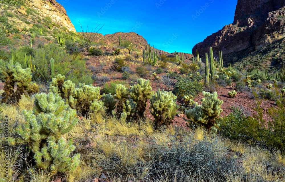 Desert landscape with cacti, Cylindropuntia sp. in a Organ Pipe Cactus National Monument, Arizona