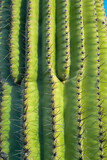 Fragment of a thick corky thorny stem of a Saguaro cactus (Carnegiea gigantea), Arizona USA