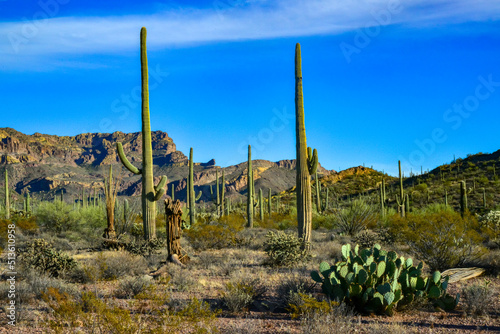 Organ pipe national park, Group of large cacti against a blue sky (Stenocereus thurberi) and Carnegiea gigantea, Arizona