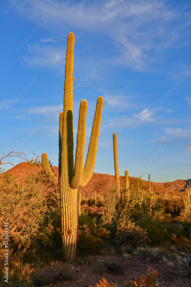 Arizona desert landscape, giant cacti Saguaro cactus (Carnegiea gigantea) against the blue sky, USA