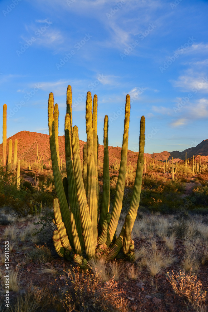 Group of large cacti against a blue sky (Stenocereus thurberi) and Carnegiea gigantea. Organ pipe national park, Arizona