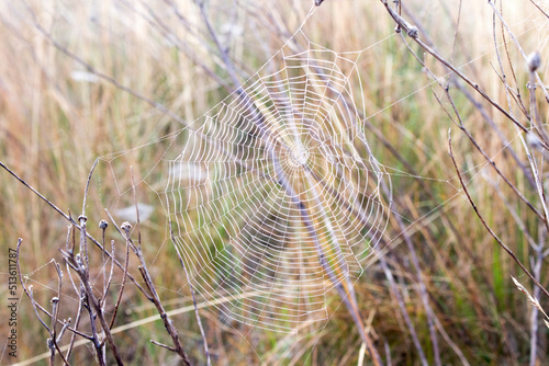 A spider web with dewdrops on the grass