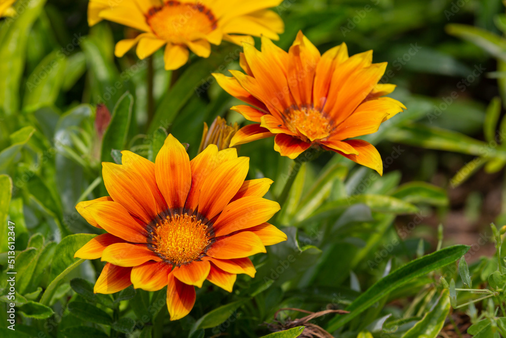 Gazania rigens (syn. G. splendens), sometimes called treasure flower, is a species of flowering plant in the family Asteraceae, native to coastal areas of southern Africa. Gazania rigens (syn. G. splendens), sometimes called treasure flower, is a species of flowering plant in the family Asteraceae, native to coastal areas of southern Africa.