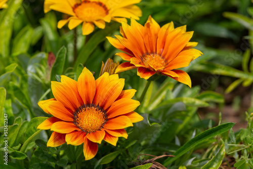 Gazania rigens  syn. G. splendens   sometimes called treasure flower  is a species of flowering plant in the family Asteraceae  native to coastal areas of southern Africa.
