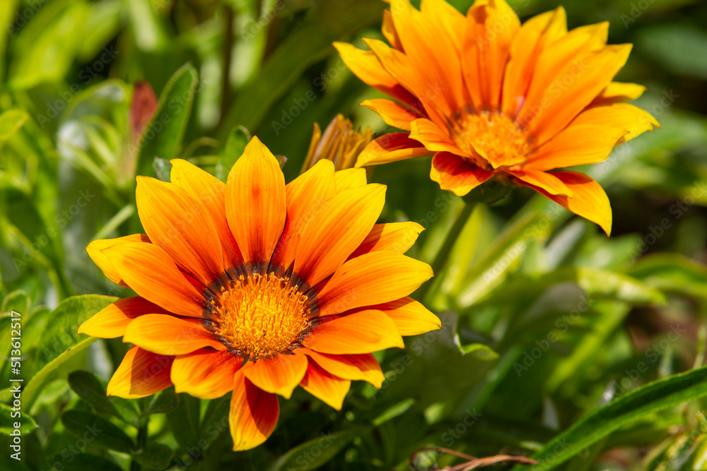 Gazania rigens (syn. G. splendens), sometimes called treasure flower, is a species of flowering plant in the family Asteraceae, native to coastal areas of southern Africa. Gazania rigens (syn. G. splendens), sometimes called treasure flower, is a species of flowering plant in the family Asteraceae, native to coastal areas of southern Africa.