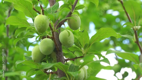 Green apricots on the tree close up. Many unripe apricots. Green apricots on a branch close-up.