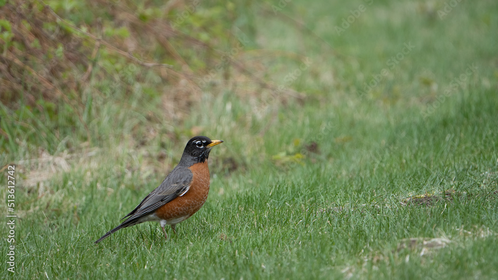American robin on green spring grass, Michigan American robin on green spring grass, Michigan