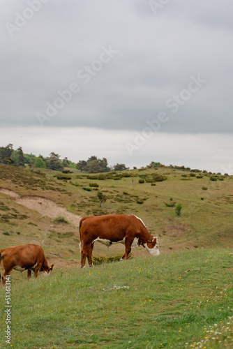 cows in the field © Kristian
