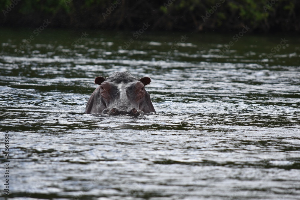 Fototapeta premium hippopotamus in the river