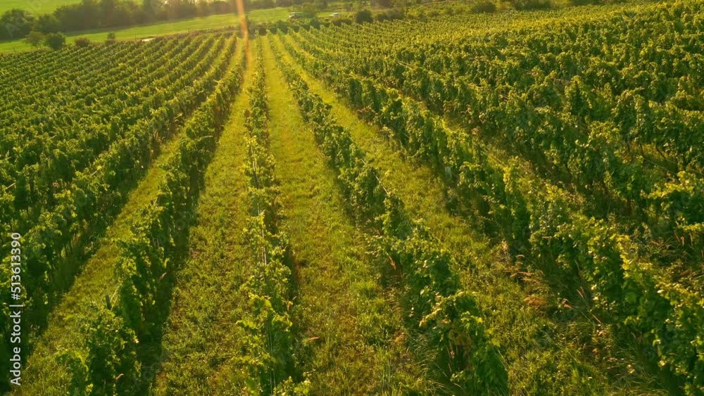Aerial Drone Shot of Sunny Wineyard at Sunrise. Aerial Drone Shot of Sunny Wineyard at Sunrise.