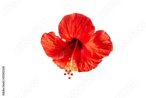 Red hibiscus flower on white background. Isolated