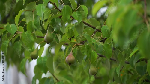 young pear fruits on a branch