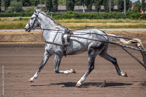 Horse in motion in profile. Equestrian sports. Grace of the horse. The muscular body of a trotter. Trotter breed.