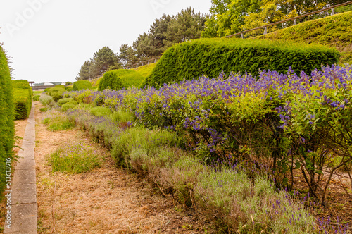 Waves of hedges, Thames Barrier Park, Silvertown, Newham, London,  England, June 19, 2022
 photo