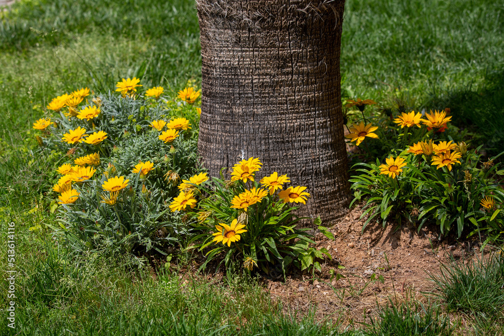 Gazania Rigens