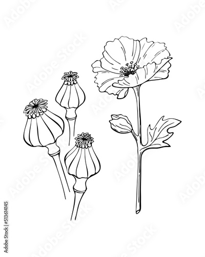 Poppy flower seed pod outline hand drawn doodle drawing, isolated, white background. Vector illustration