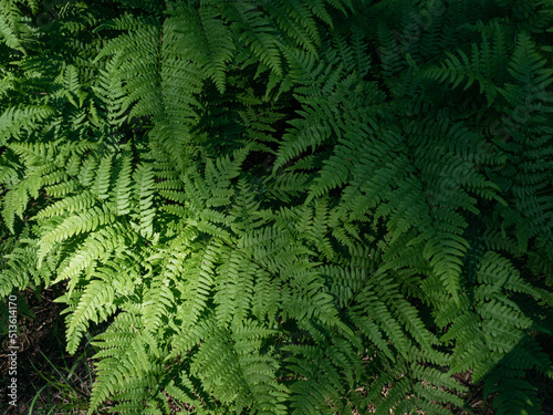 Fern leaves in the forest. shadows, daylight