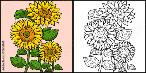 Sunflower Coloring Page Colored Illustration