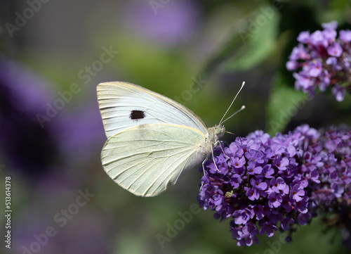 Close-up of a butterfly, a Cabbage White (Pieris), perched on a lilac flowering lilac.