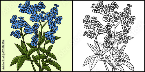Forget Me Not Flower Coloring Colored Illustration