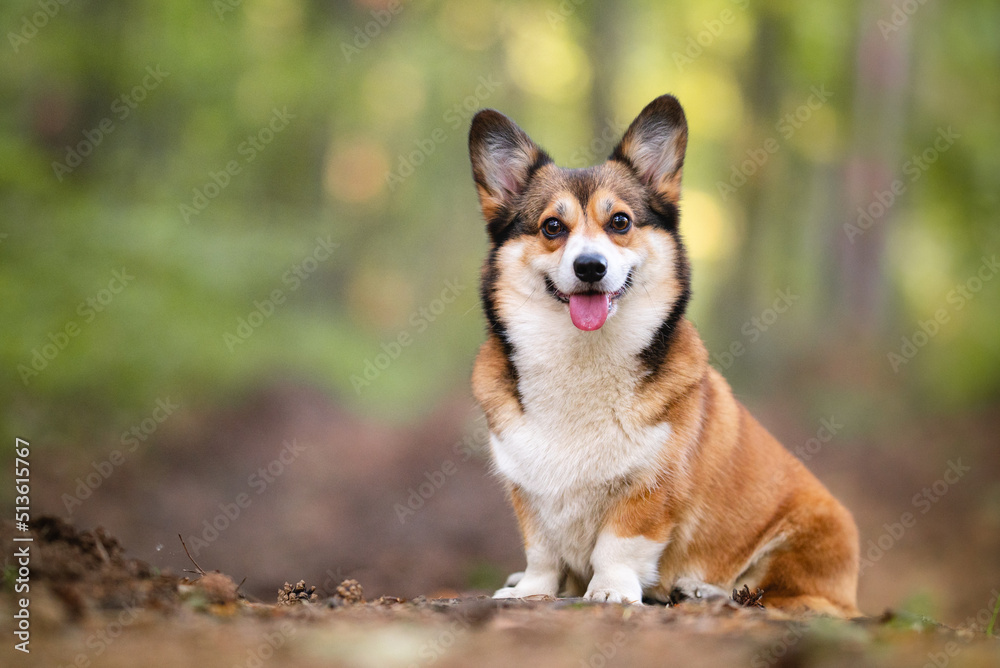 Lovely sable dog in a forest smiling portrait