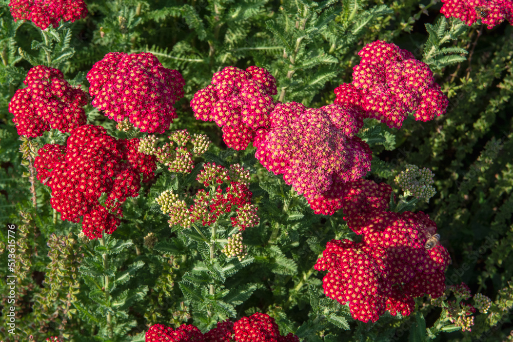 Fototapeta premium Achillea, family Asteraceae