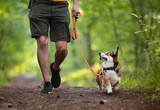 Dog on a walk in a forest on a leash