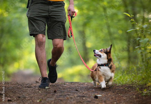 Dog on a walk in a forest on a leash photo