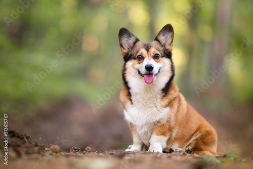 Lovely sable dog in a forest smiling portrait
