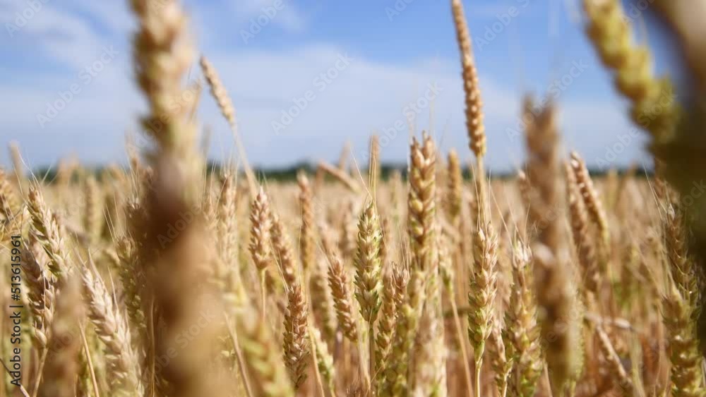 Close-up side view of gold colored agricultural wheat field with ripe crop and ears swaying in the wind in a sunny summer day. Real time video. World Food Theme. Close-up side view of gold colored agricultural wheat field with ripe crop and ears swaying in the wind in a sunny summer day. Real time video. World Food Theme.