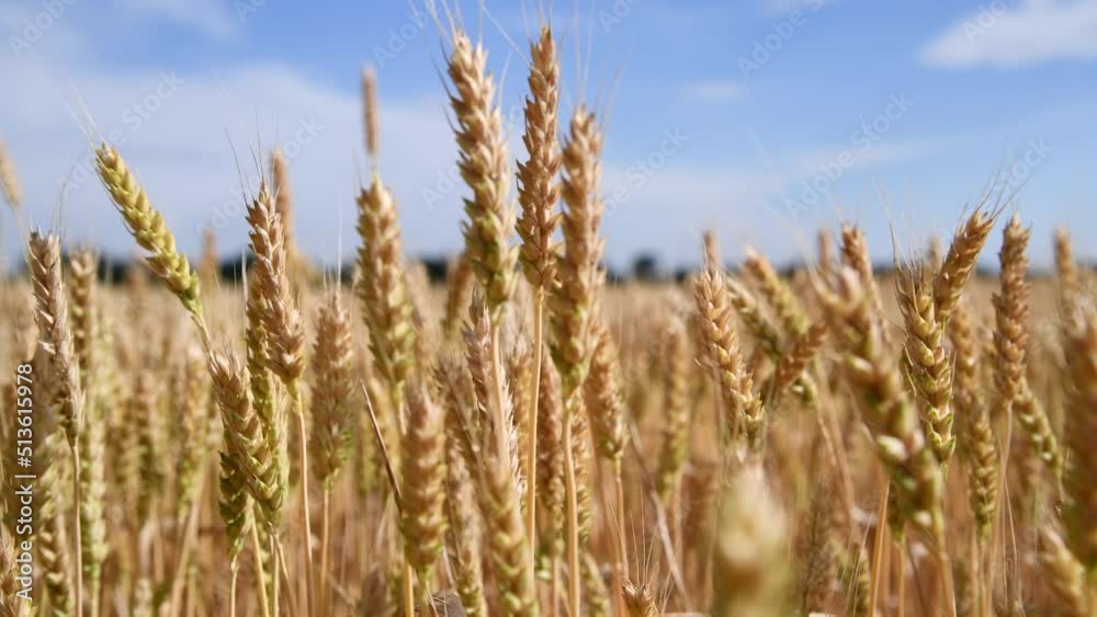 Close-up side view of gold colored agricultural wheat field with ripe crop and ears swaying in the wind in a sunny summer day. Real time video. World Food Theme. Close-up side view of gold colored agricultural wheat field with ripe crop and ears swaying in the wind in a sunny summer day. Real time video. World Food Theme.