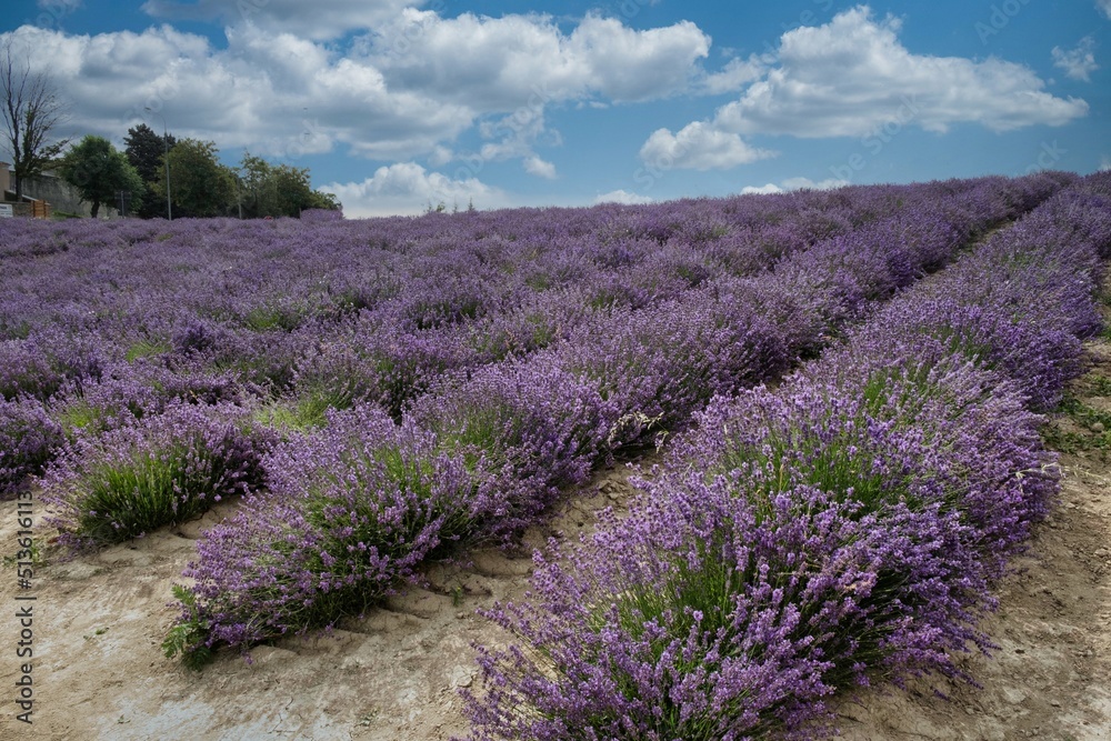 the deep purple fields of Provençal lavender in Sale Langhe, in the Piedmontese Langhe. Geometric lines of lavender flowers